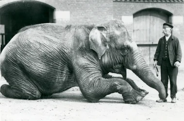 Elefante Indio Hembra 